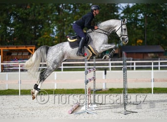 Sang-chaud CSFR, Étalon, 6 Ans, 172 cm, Gris