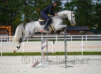 Sang-chaud CSFR, Étalon, 6 Ans, 172 cm, Gris