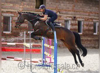 Sang-chaud CSFR, Hongre, 7 Ans, 171 cm, Bai brun