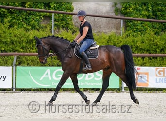 Sang-chaud CSFR, Hongre, 7 Ans, 171 cm, Bai brun