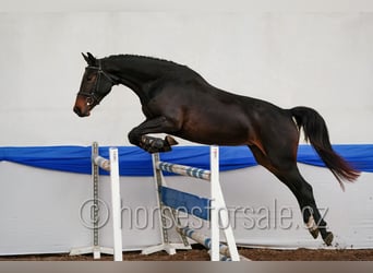 Sang-chaud CSFR, Jument, 3 Ans, 163 cm, Bai brun foncé