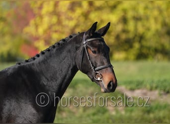 Sang-chaud CSFR, Jument, 3 Ans, 163 cm, Bai brun foncé
