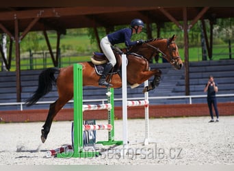 Sang-chaud CSFR, Jument, 4 Ans, 161 cm, Bai