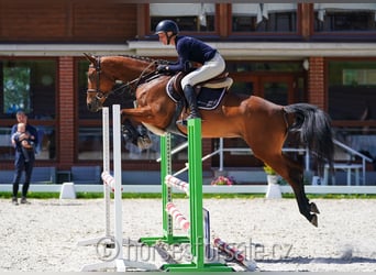 Sang-chaud CSFR, Jument, 4 Ans, 161 cm, Bai