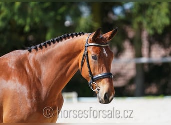 Sang-chaud CSFR, Jument, 4 Ans, 161 cm, Bai