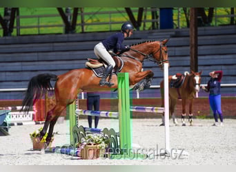 Sang-chaud CSFR, Jument, 4 Ans, 161 cm, Bai