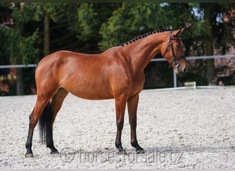 Sang-chaud CSFR, Jument, 4 Ans, 161 cm, Bai