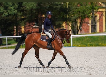 Sang-chaud CSFR, Jument, 4 Ans, 161 cm, Bai