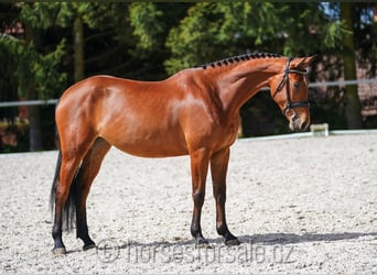 Sang-chaud CSFR, Jument, 4 Ans, 161 cm, Bai