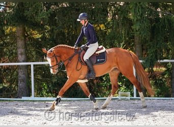 Sang-chaud CSFR, Jument, 5 Ans, 161 cm, Alezan