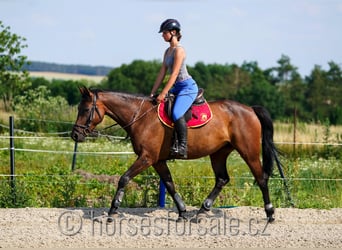 Sang-chaud CSFR, Jument, 7 Ans, 160 cm, Bai