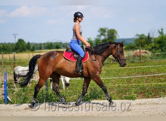 Sang-chaud CSFR, Jument, 7 Ans, 160 cm, Bai