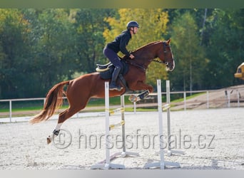 Sang-chaud CSFR, Jument, 7 Ans, 169 cm, Alezan