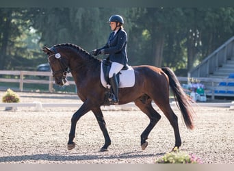 Sang-chaud letton, Hongre, 10 Ans, 174 cm, Bai brun