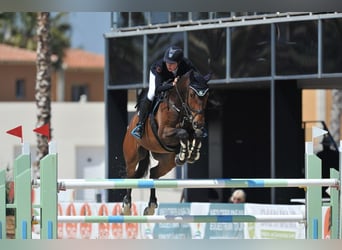 Sang-chaud letton, Hongre, 15 Ans, 174 cm, Bai brun