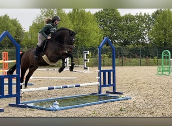 Sang-chaud letton, Hongre, 15 Ans, 174 cm, Bai brun