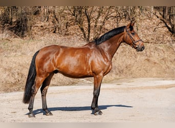 Sang-chaud letton, Hongre, 5 Ans, 160 cm, Bai cerise
