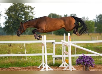 Sang-chaud letton, Hongre, 5 Ans, 166 cm, Bai cerise