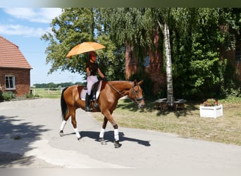 Sang-chaud letton, Hongre, 5 Ans, 169 cm, Bai