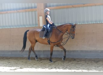 Sang-chaud letton, Hongre, 5 Ans, 169 cm, Bai