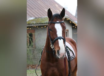 Sang-chaud letton, Hongre, 5 Ans, 170 cm, Bai cerise