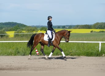 Sang-chaud letton, Hongre, 6 Ans, 160 cm, Bai