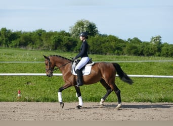 Sang-chaud letton, Hongre, 6 Ans, 160 cm, Bai