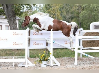 Sang-chaud letton, Hongre, 6 Ans, 167 cm, Pinto