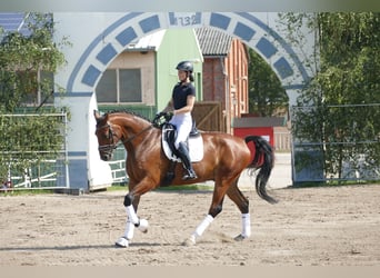 Sang-chaud letton, Hongre, 6 Ans, 174 cm, Bai