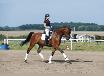 Sang-chaud letton, Hongre, 6 Ans, 174 cm, Bai