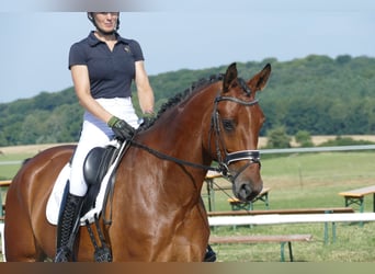 Sang-chaud letton, Hongre, 6 Ans, 174 cm, Bai