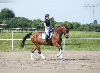 Sang-chaud letton, Hongre, 6 Ans, 174 cm, Bai