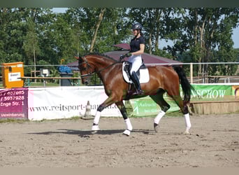 Sang-chaud letton, Hongre, 6 Ans, 174 cm, Bai