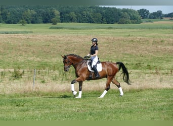 Sang-chaud letton, Hongre, 6 Ans, 174 cm, Bai