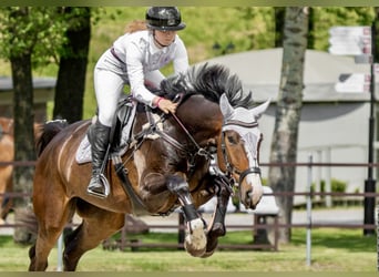 Sang-chaud letton, Hongre, 6 Ans, 175 cm, Bai brun