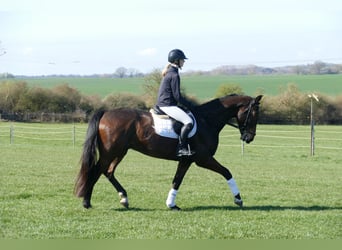 Sang-chaud letton, Hongre, 7 Ans, 170 cm, Bai brun