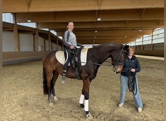Sang-chaud letton, Hongre, 7 Ans, 170 cm, Bai brun