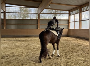 Sang-chaud letton, Hongre, 7 Ans, 170 cm, Bai brun