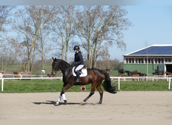 Sang-chaud letton, Hongre, 7 Ans, 170 cm, Bai brun