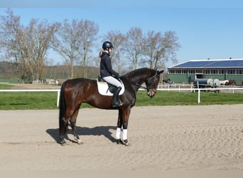 Sang-chaud letton, Hongre, 7 Ans, 170 cm, Bai brun