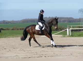 Sang-chaud letton, Hongre, 7 Ans, 170 cm, Bai brun