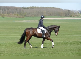 Sang-chaud letton, Hongre, 7 Ans, 170 cm, Bai brun