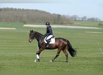 Sang-chaud letton, Hongre, 7 Ans, 170 cm, Bai brun