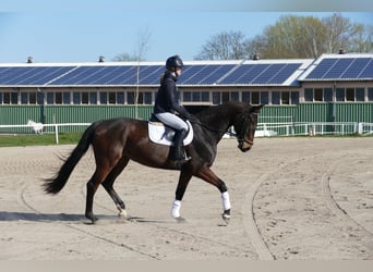 Sang-chaud letton, Hongre, 7 Ans, 170 cm, Bai brun