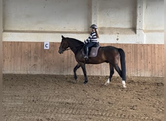 Sang-chaud letton, Hongre, 8 Ans, 160 cm, Bai brun