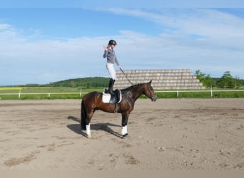 Sang-chaud letton, Hongre, 8 Ans, 160 cm, Bai brun