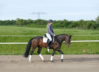 Sang-chaud letton, Hongre, 8 Ans, 160 cm, Bai brun
