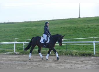 Sang-chaud letton, Hongre, 9 Ans, 166 cm, Bai brun