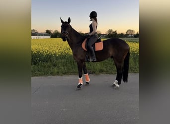 Sang-chaud letton, Hongre, 9 Ans, 169 cm, Bai brun