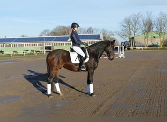 Sang-chaud letton, Hongre, 9 Ans, 169 cm, Bai brun